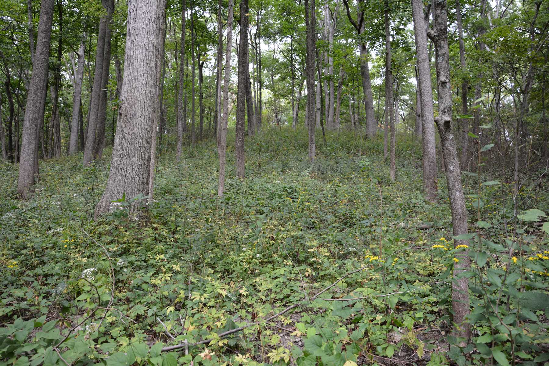 a burned mature forest