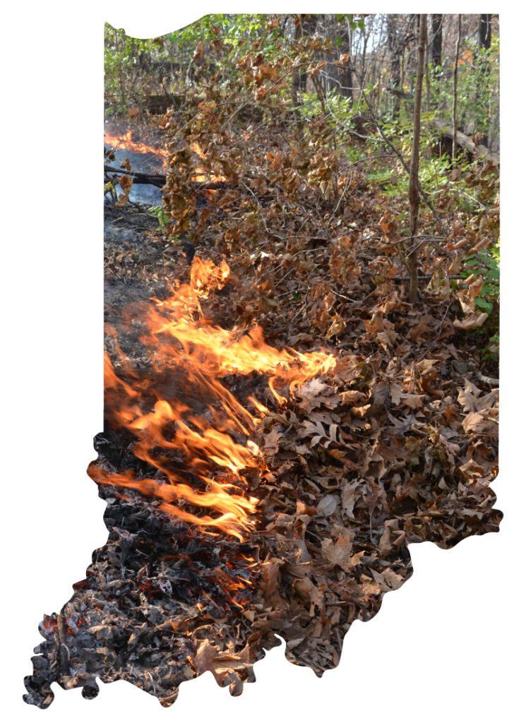 Picture of prescribed fire happening at a forestry site