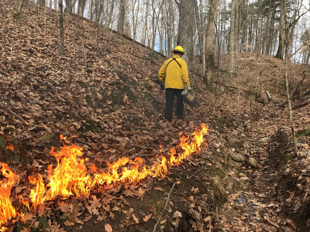 prescribed fire in woods