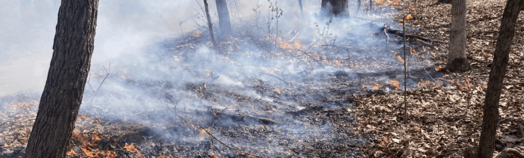 prescribed fire in woodland