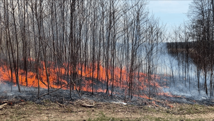 Video showing flames moving uphill through a thicket of young sassafras trees