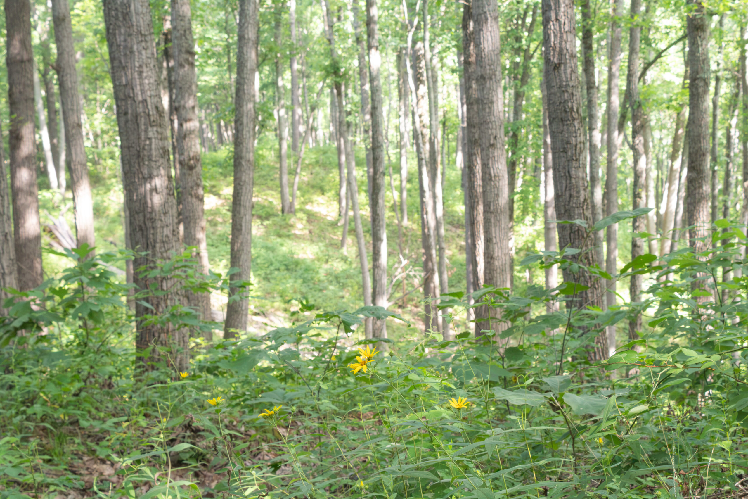 Sunny forest with woodland sunflowers in foreground